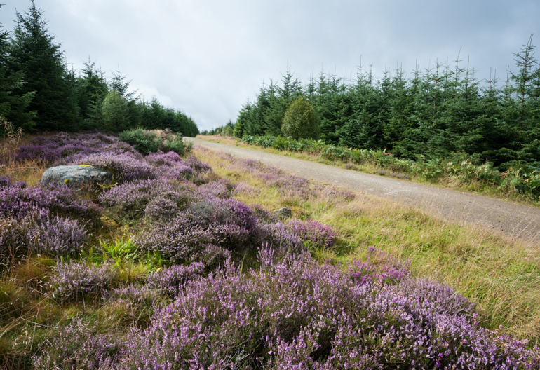 Heather bushes by the side of a trail with conifer trees to the side, at Pitfichie.