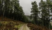 A walking path through a conifer forest with red bracken