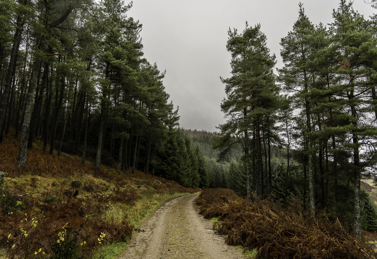 A walking path through a conifer forest with red bracken