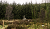 A stone circle in a clearing with conifer trees behind
