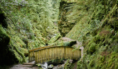 A bridge in a gorge covered in moss and lichen