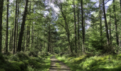 A path through a conifer wood