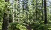 A path through conifer trees
