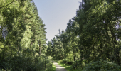 A path through conifer trees