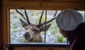 A female visitor in a white cap stands in a wooden shelter with a window that has a stag deer peering in 
