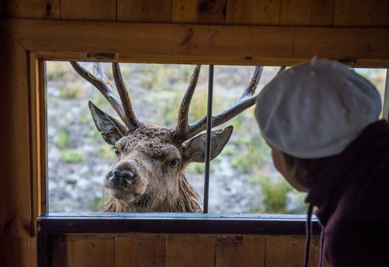 A female visitor in a white cap stands in a wooden shelter with a window that has a stag deer peering in 