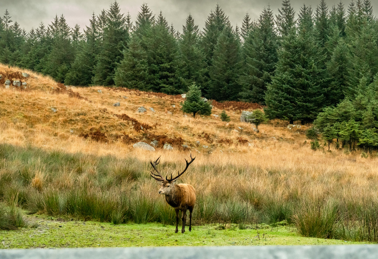 A lone male red deer in a meadow with a tree filled hillbehind 