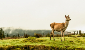 A female deer on a grassy ledge with misty hills behind 