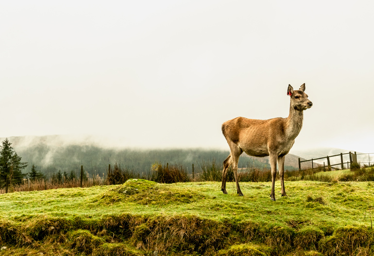 A female deer on a grassy ledge with misty hills behind 