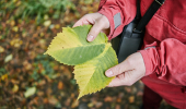 Close up of person in red jacket holding two large green-yellow tree leaves.