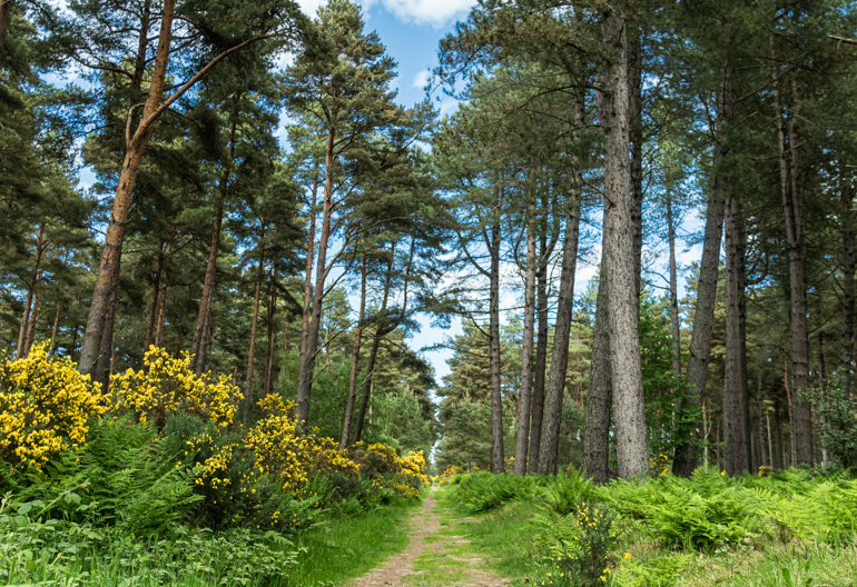 Grassy woodland path running between tall trees and yellow gorse.