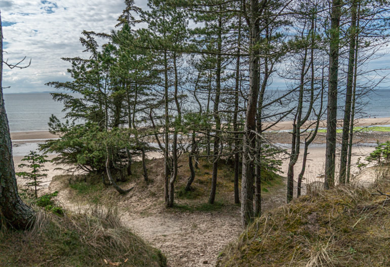 Sandy beach with sea beyond and tall trees in a cluster.