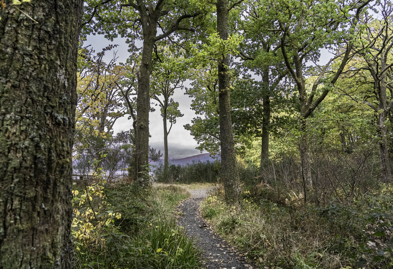 A walking path through a autumn mixed forest