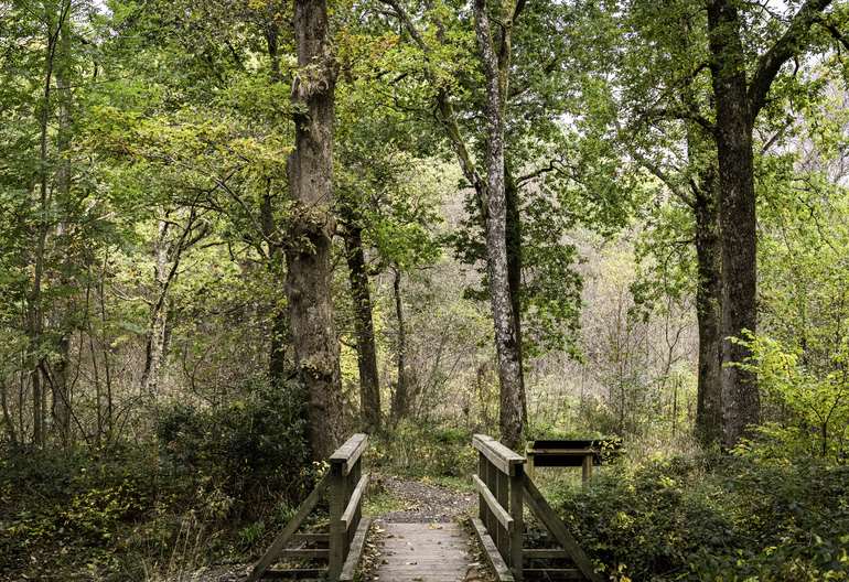 A wooden bridge in a forest
