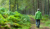 A man in a green jacket walks alongs a fern-lined woodland path