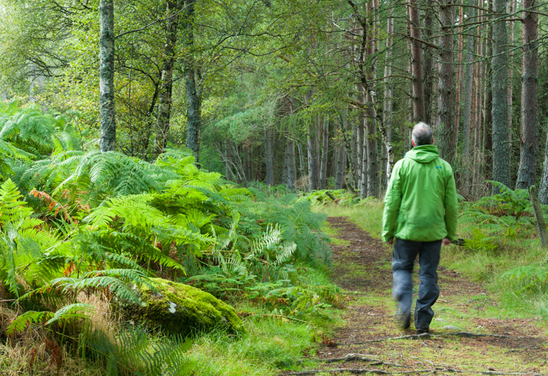 A man in a green jacket walks alongs a fern-lined woodland path