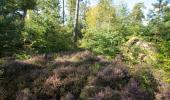 An area of pink heather surrounded by mixed woodland