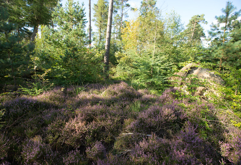 An area of pink heather surrounded by mixed woodland