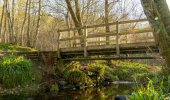 A wooden bridge over a creek in a forest