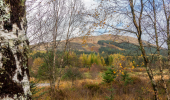 A forested hillside through autumn trees 