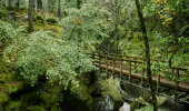 A wooden footbridge crosses a narrow gorge surrounded by broadleaf trees