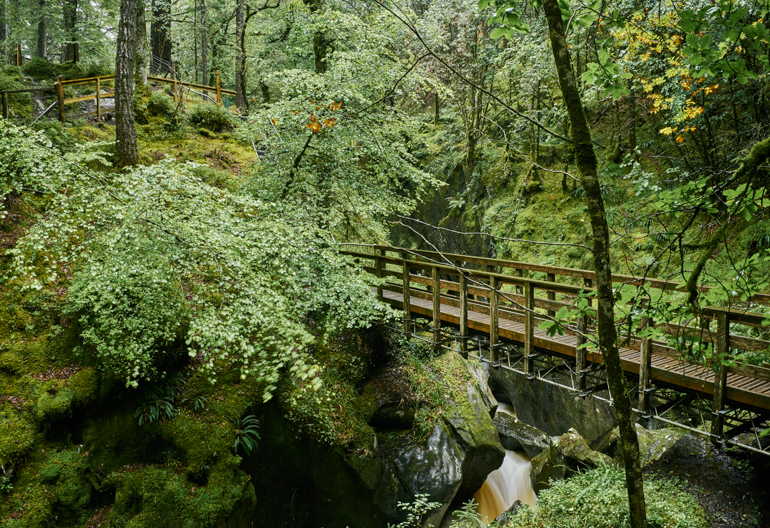 A wooden footbridge crosses a narrow gorge surrounded by broadleaf trees
