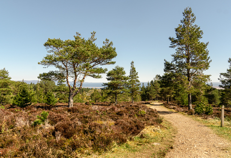 A scots pine on the top of a hill