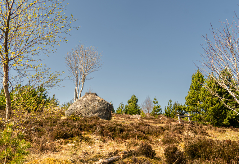 A large boulder and bench in a new woodland 
