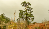 A lone scots pine on a autumn bracken hillside