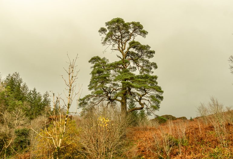 A lone scots pine on a autumn bracken hillside