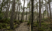 A walking path in a pine forest with a wooden trail marker