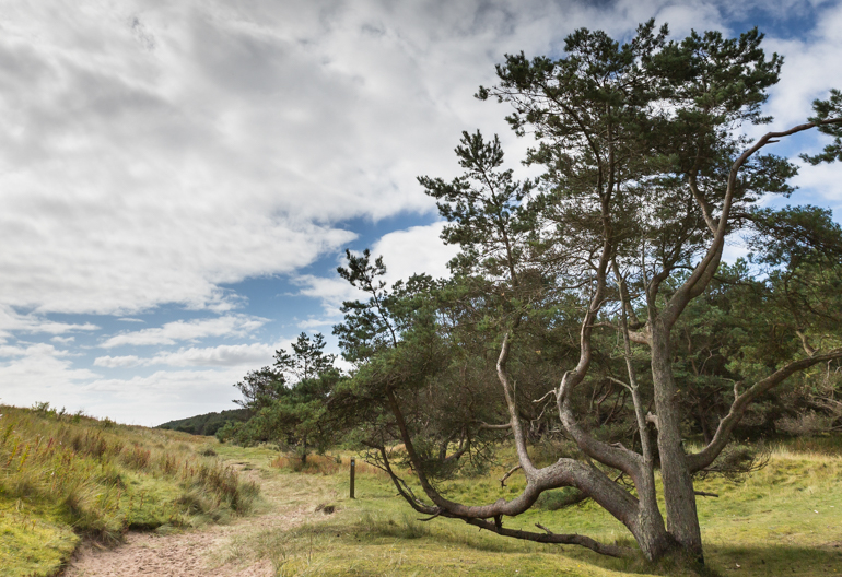 A small Scots pine tree with branches drooping towards a sandy path across machair