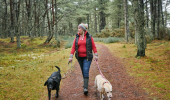 A woman walking one black dog and one blonde dog through woodland at Tentsmuir Forest, Fife