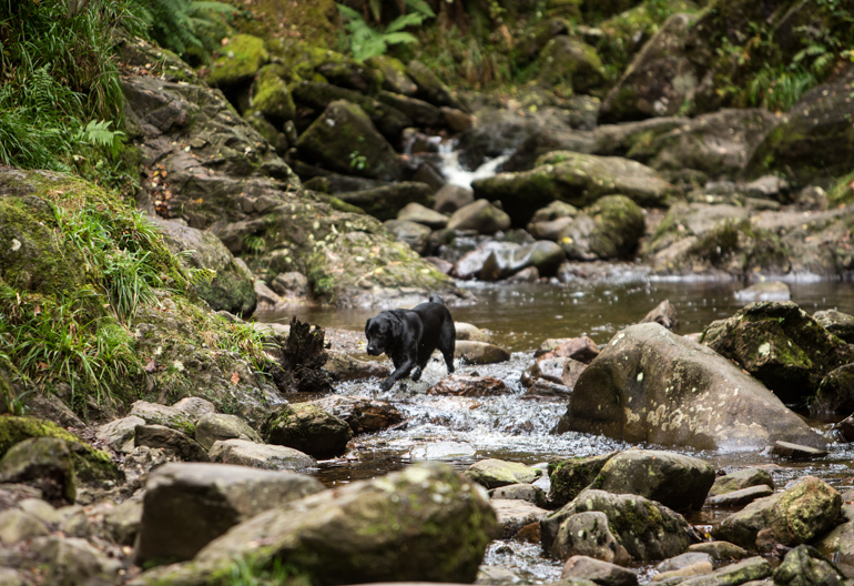 Black dog padding through a small rocky stream with green mosses and grass around.