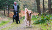 A man walks three dogs along a wide woodland track