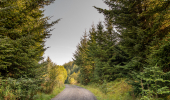 A gravel road through a pine woodland