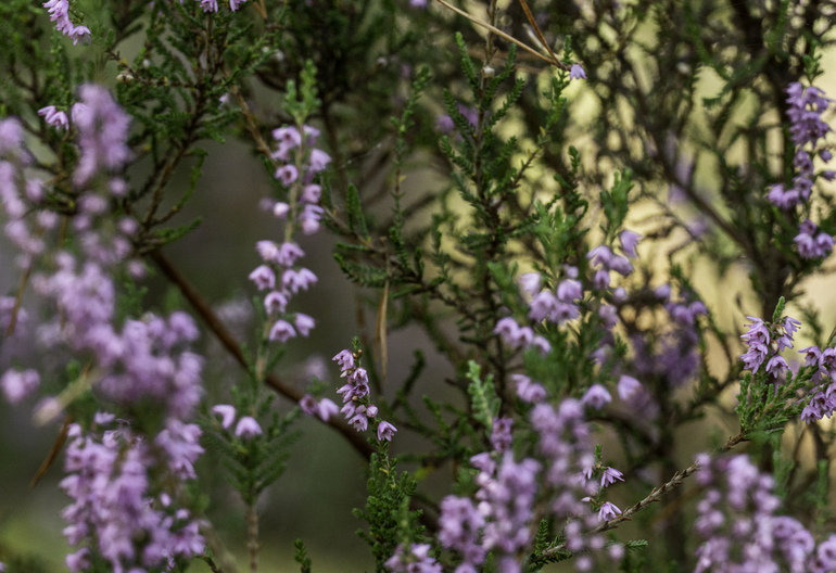 Purple heather in bloom