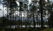 A dark pine forest around a calm loch with mountains in the distance