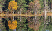 The coastline of a calm loch with a strong reflection in the water of the mixed woodland growing along the bank