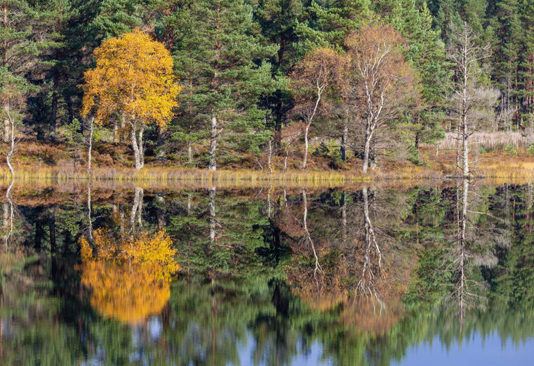 The coastline of a calm loch with a strong reflection in the water of the mixed woodland growing along the bank