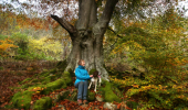 An elderly dog walker sitting on a tree, in Weem forest perthshire during autumn.