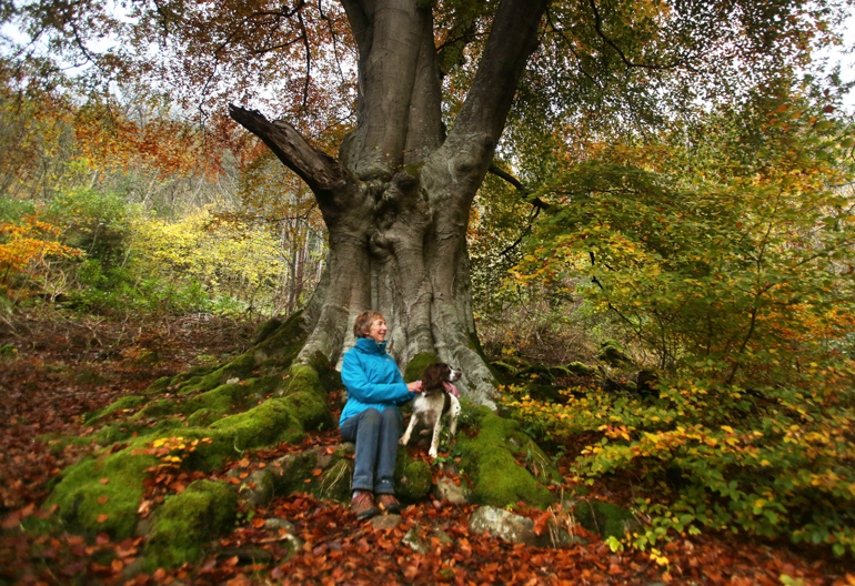 An elderly dog walker sitting on a tree, in Weem forest perthshire during autumn.