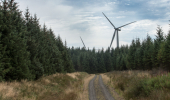 A forest road in the foreground, with conifer trees to the side and background, with a windmill behind the trees.