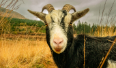 Close up of a wild goat in long grass