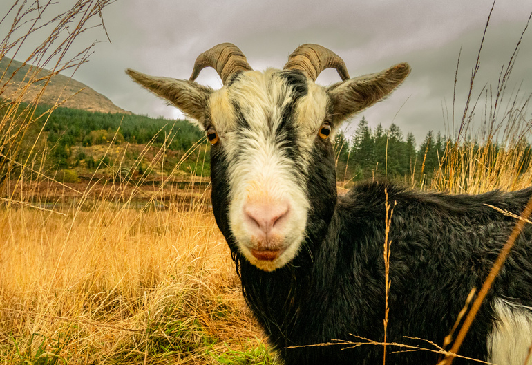Close up of a wild goat in long grass