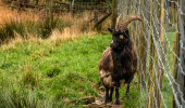 A black goat with long hair and horns next to a fence in a grassy field
