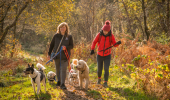 Two women walking several dogs on a forest track in sunshine