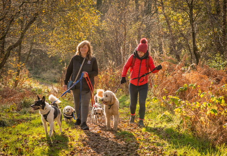 Two women walking several dogs on a forest track in sunshine