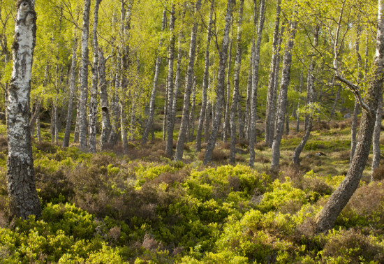 Native wood of slender birch trees with lush green undergrowth