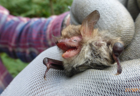 Female natterer's bat